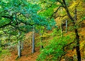 arbre 16_10_11n01bis